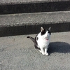呼べば来ます