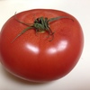美味しそうなトマト