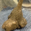 一応洗ってみました。ミイラじゃないです