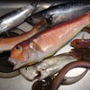 釣果
