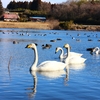 白鳥は家族一緒で行動します。