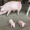 豚のベンチ？子豚が結構リアルやった　笑