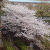 マンションの桜。これは昨年の満開時です。