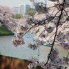 千鳥が淵の桜