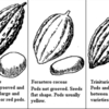 Types of cacao