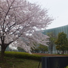 国立新美術館と桜
