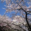 他の花と合わさるもヨシ