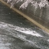 川に花びらが舞う♪