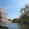 水辺の桜