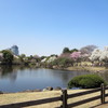 池から見た桜