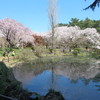池のそばの桜