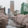 目黒川の桜は種類がある。