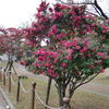 中央公園の山茶花