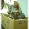 まだまだ子猫ちゃんです♡