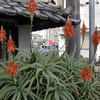 アロエが花をつけました