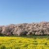 桜と菜の花と青空