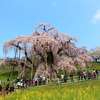 ついに会えた。三春滝桜（樹齢1000年以上）