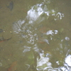 伝法院の池でアメンボウ