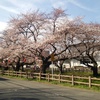 川越氷川神社脇の川の桜