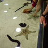 ヒトデ・なまこなど触れます・・