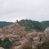 山に広がる桜