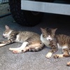 石垣島の猫ちゃんのお昼寝(^.^)