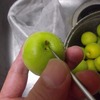 ヘタとり中