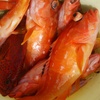 釣りは楽しい