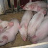 仔豚たち