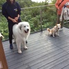 大きすぎて・・・引いてます
