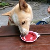 アイスを頂いてます