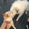 わっ、デカっ！