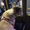 不安そうな・・・