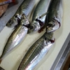 釣れたマルアジ