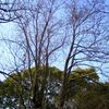 愛の木の上の方