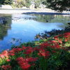 曼珠沙華、高麗川