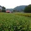 蕎麦畑