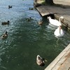 ブレッド湖の白鳥と鴨