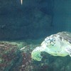 葛西臨海水族館のカメも自分の所に来てくれました