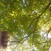 北大植物園で日向ぼっこ♪