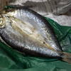 余市産のニシン