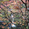 紅葉した木々の間を流れる滝