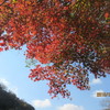 紅葉キレイ