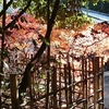 野宮神社前の紅葉
