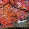 紅葉発見♪