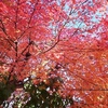 嵐山オルゴール博物館前の紅葉☆