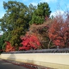 通りからも紅葉が☆