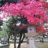 ここにも紅葉が♪