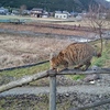 でも他のにゃんこに出逢えたw