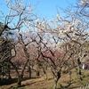 梅苑は2月上旬～３月下旬☆
